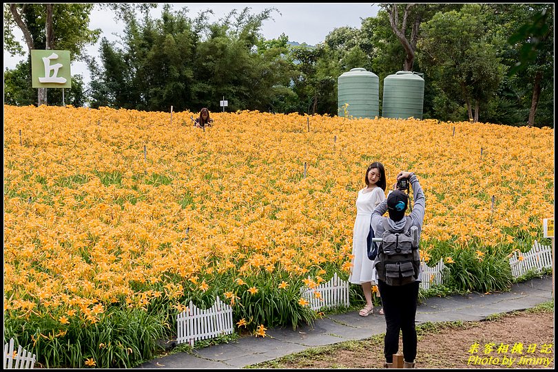 大溪百吉休閒農業園區‧久違了金針花