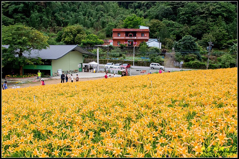 大溪百吉休閒農業園區‧久違了金針花