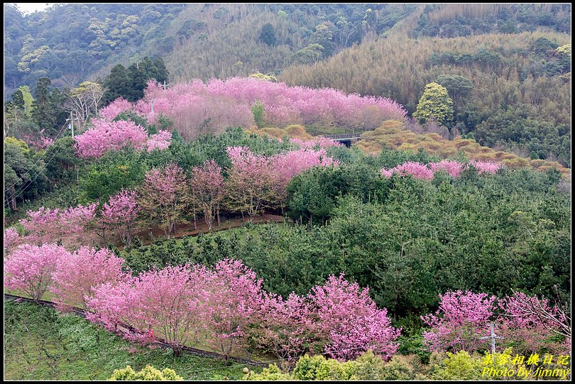 櫻花美麗綻放‧數碼天空賞櫻行