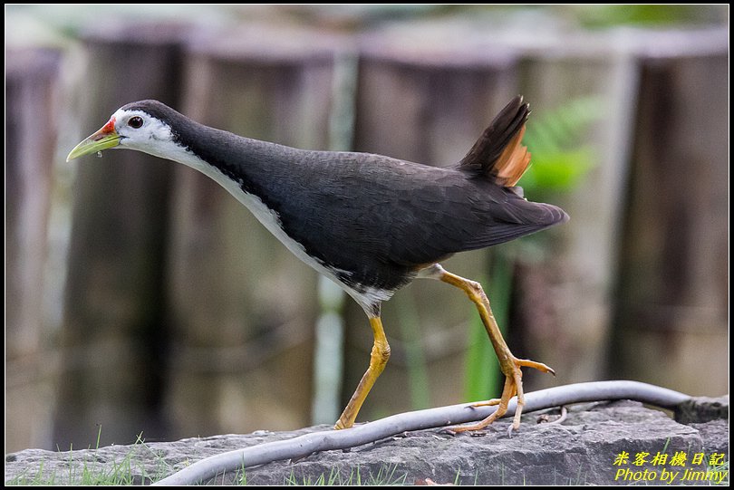 台北植物園‧打鳥去