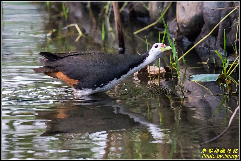 台北植物園‧打鳥去