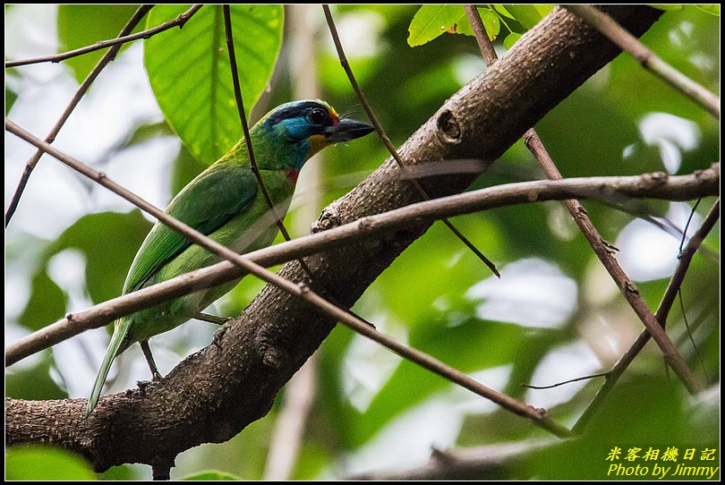 台北植物園‧打鳥去