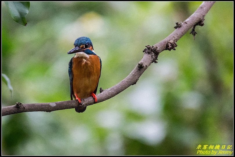 台北植物園‧打鳥去