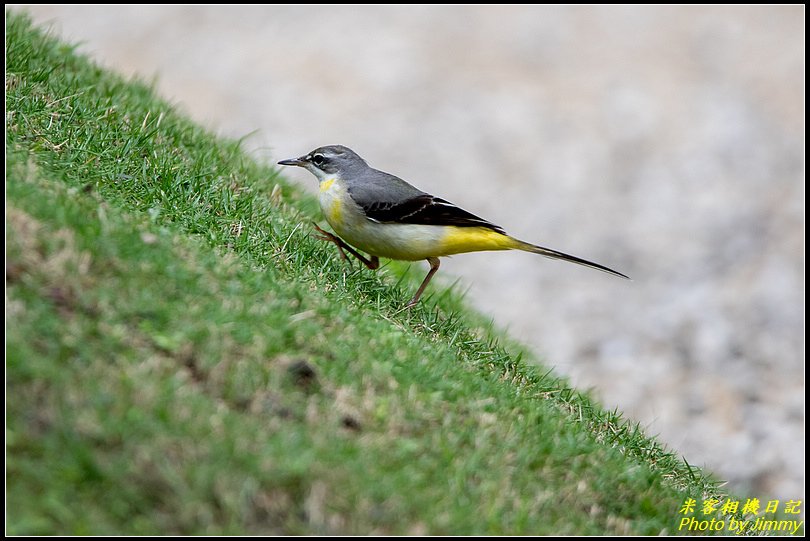 台北植物園‧打鳥去