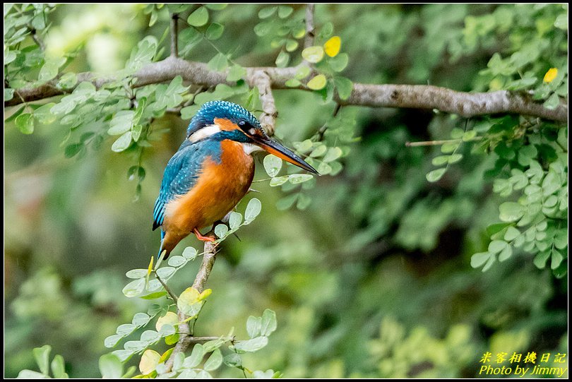 台北植物園‧打鳥去