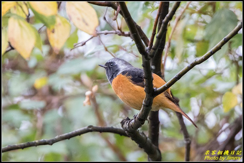 台北植物園‧打鳥去