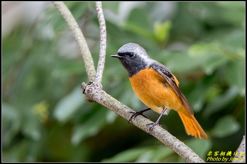 台北植物園‧打鳥去