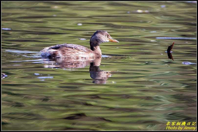 台北植物園‧打鳥去