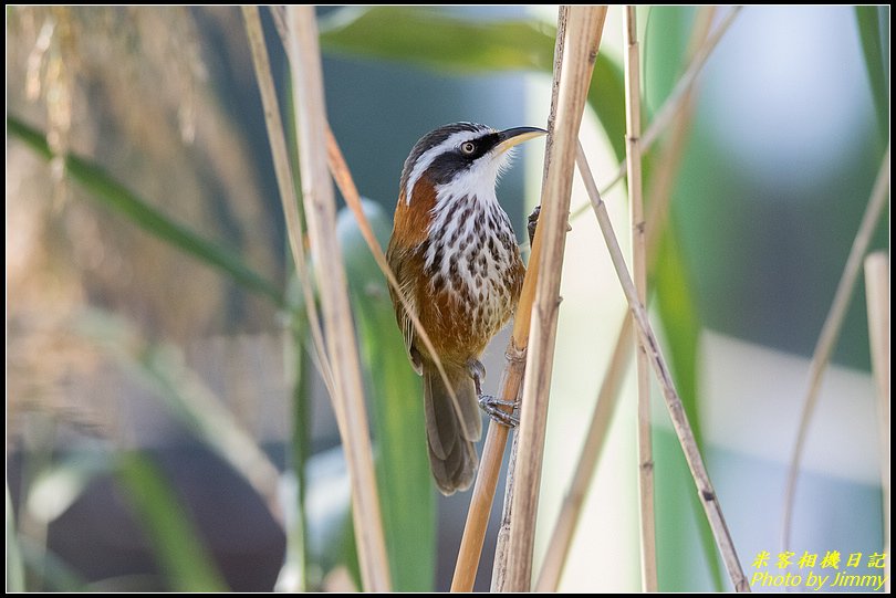 台北植物園‧打鳥去