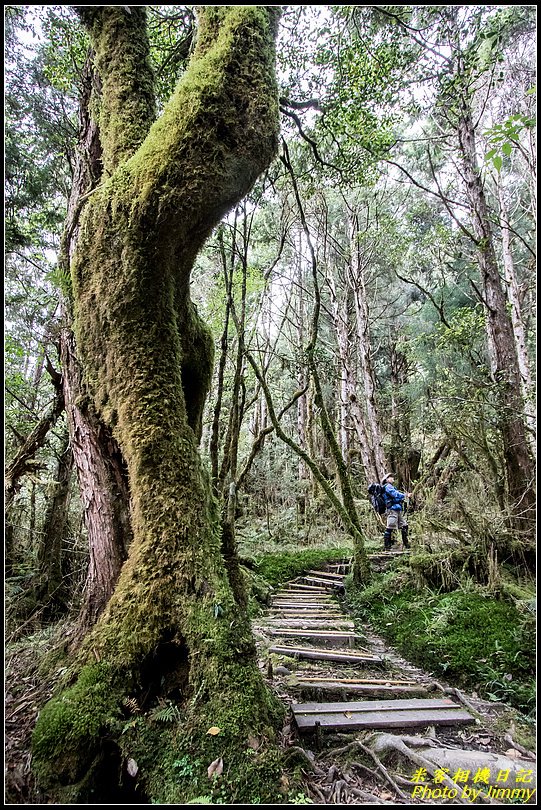 太平山‧鐵杉林自然步道