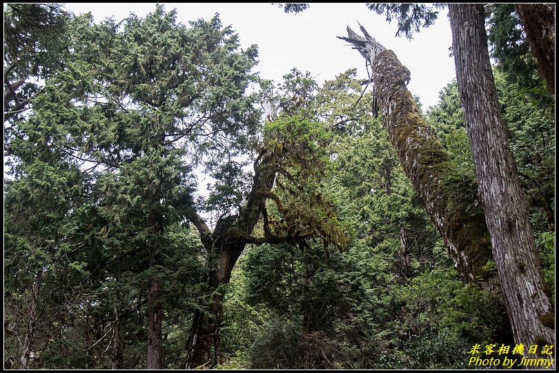 太平山‧鐵杉林自然步道