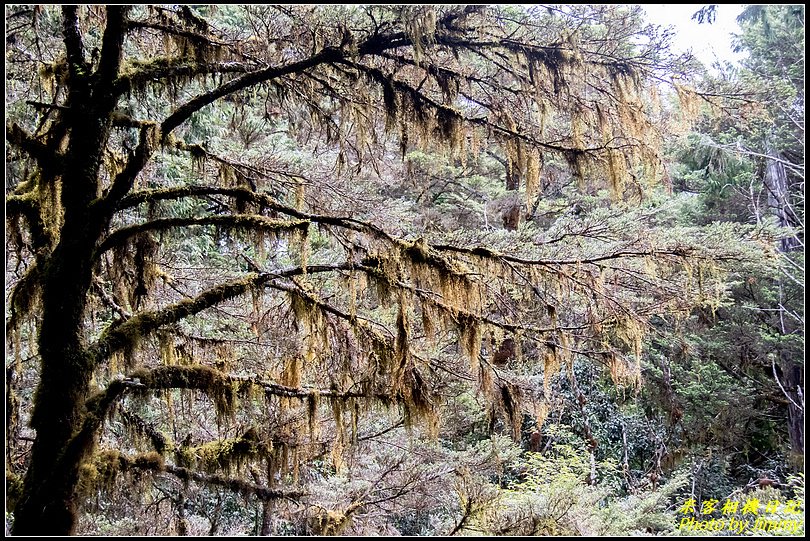 太平山‧鐵杉林自然步道