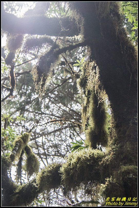 太平山‧鐵杉林自然步道