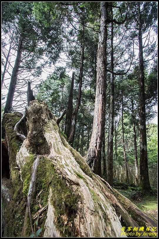 太平山‧鐵杉林自然步道