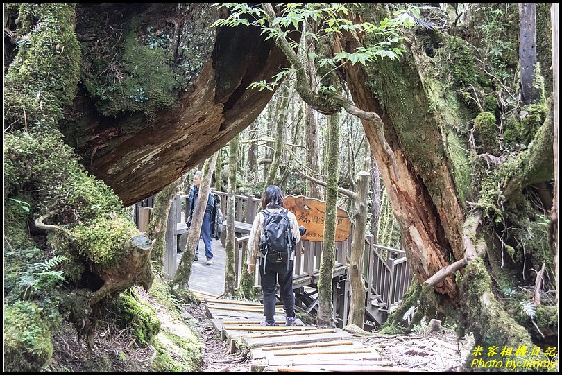 太平山‧鐵杉林自然步道