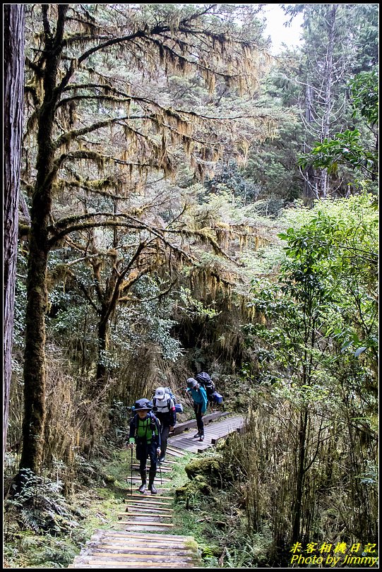 太平山‧鐵杉林自然步道