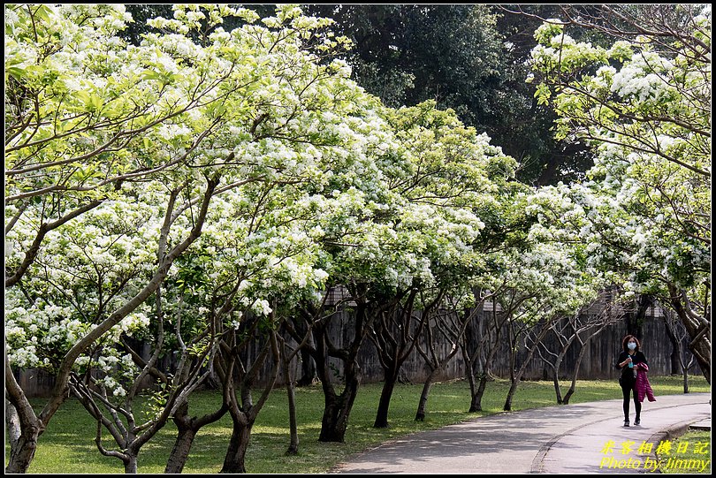 玉山公園‧流蘇綻放