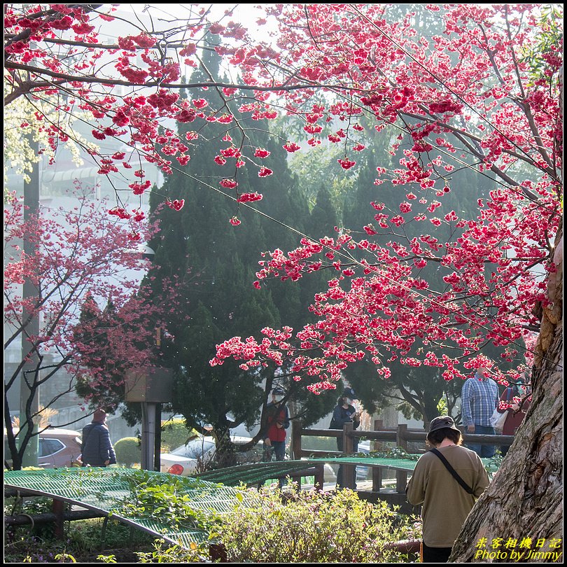 中壢莒光公園‧八重櫻綻放