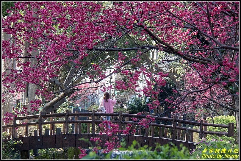 中壢莒光公園‧八重櫻綻放