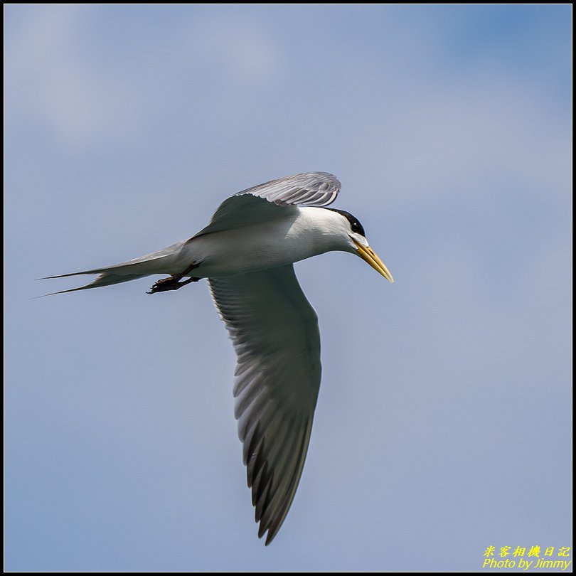 正濱漁港‧鳳頭燕鷗