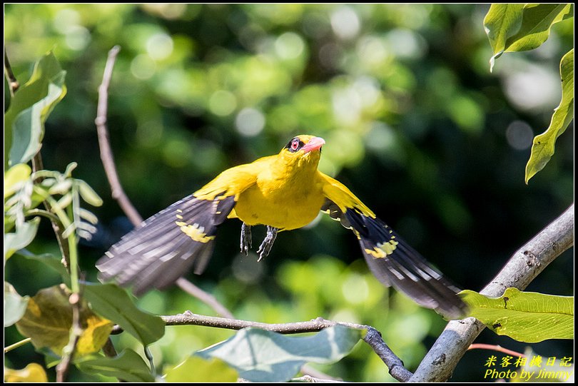 新店大豐公園‧黃鸝鳥現身