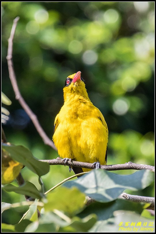 新店大豐公園‧黃鸝鳥現身