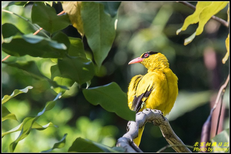 新店大豐公園‧黃鸝鳥現身