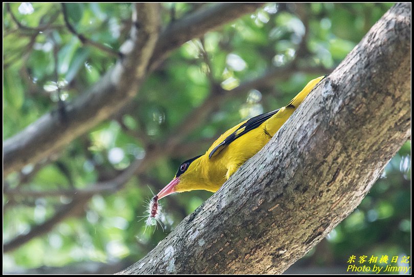 新店大豐公園‧黃鸝鳥現身