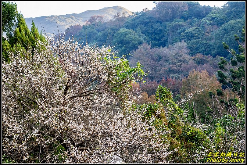 陽明山賞梅‧陽明公園梅花綻放