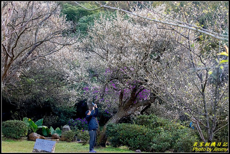 陽明山賞梅‧陽明公園梅花綻放