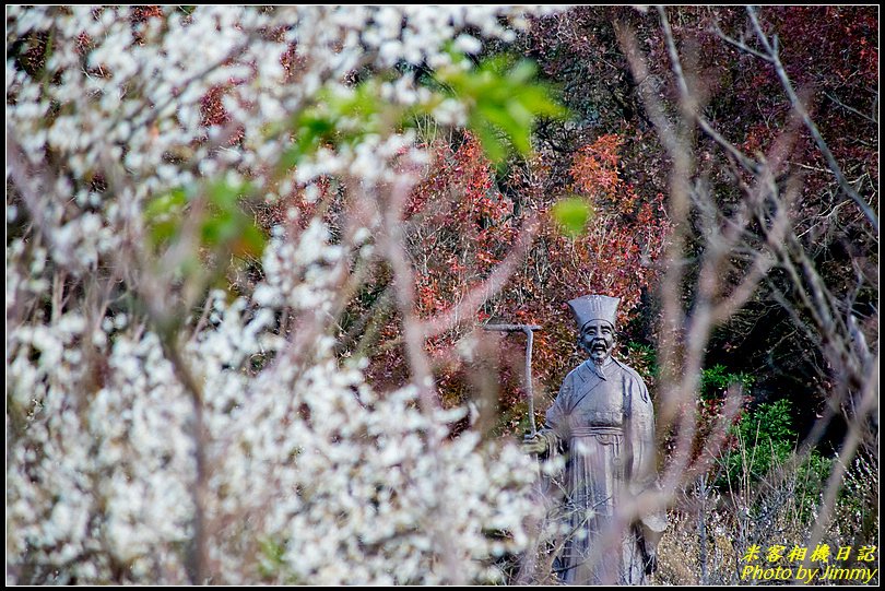 陽明山賞梅‧陽明公園梅花綻放