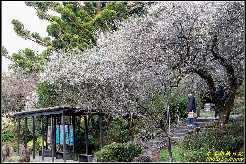 陽明山賞梅‧陽明公園梅花綻放