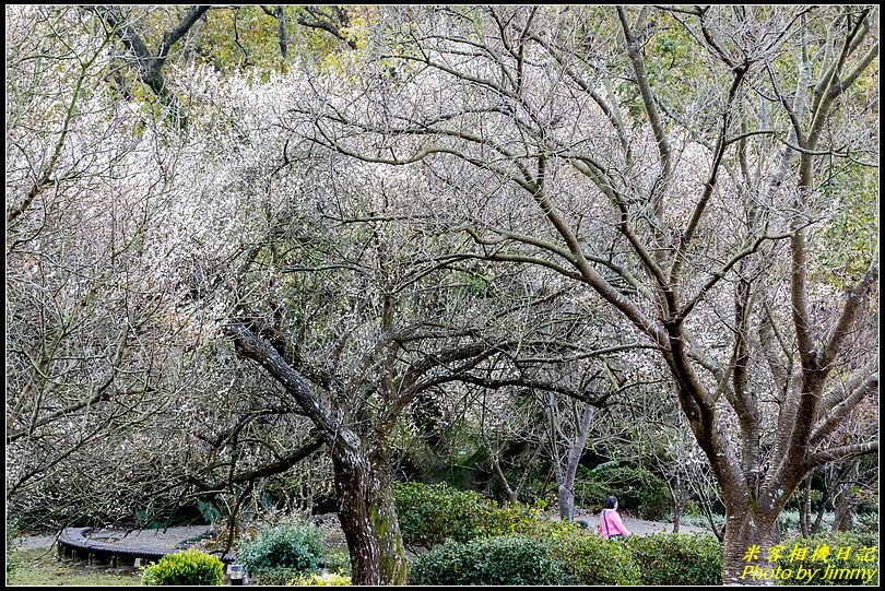 陽明山賞梅‧陽明公園梅花綻放