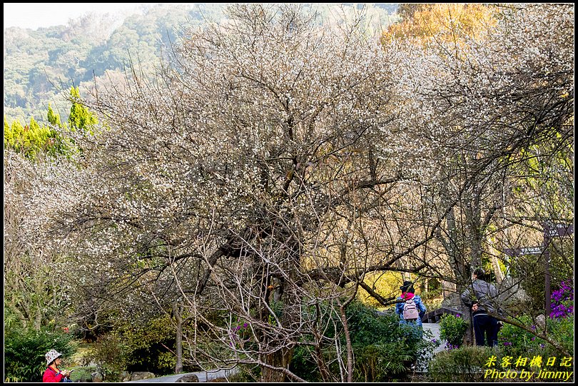 陽明山賞梅‧陽明公園梅花綻放