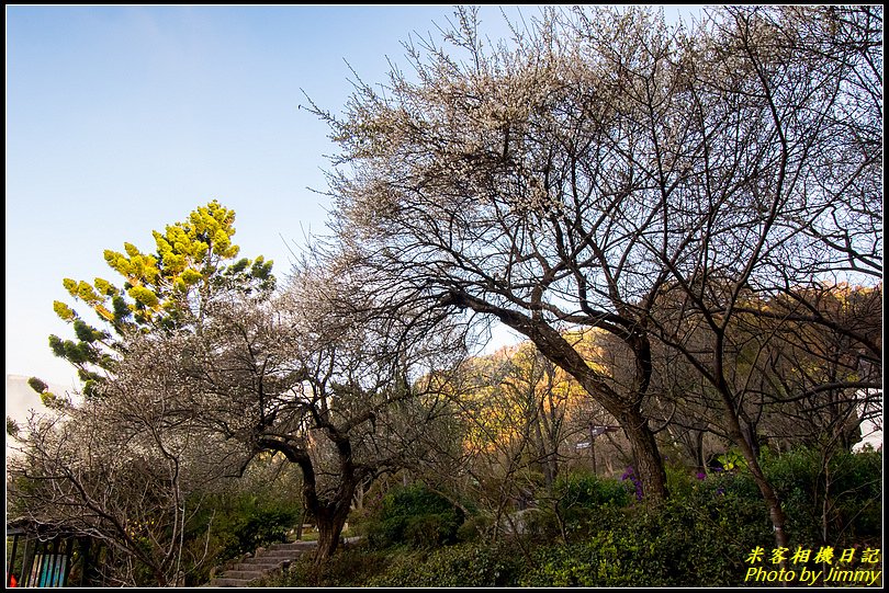 陽明山賞梅‧陽明公園梅花綻放