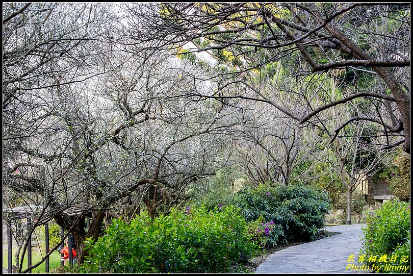 陽明山賞梅‧陽明公園梅花綻放