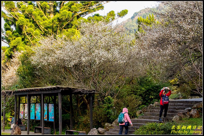 陽明山賞梅‧陽明公園梅花綻放