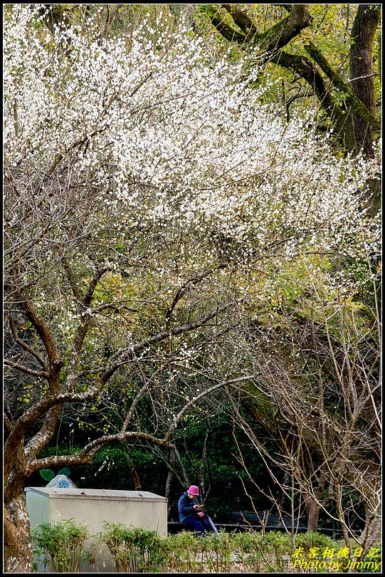 陽明山賞梅‧陽明公園梅花綻放