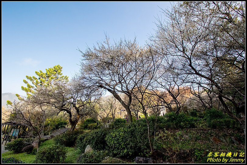 陽明山賞梅‧陽明公園梅花綻放