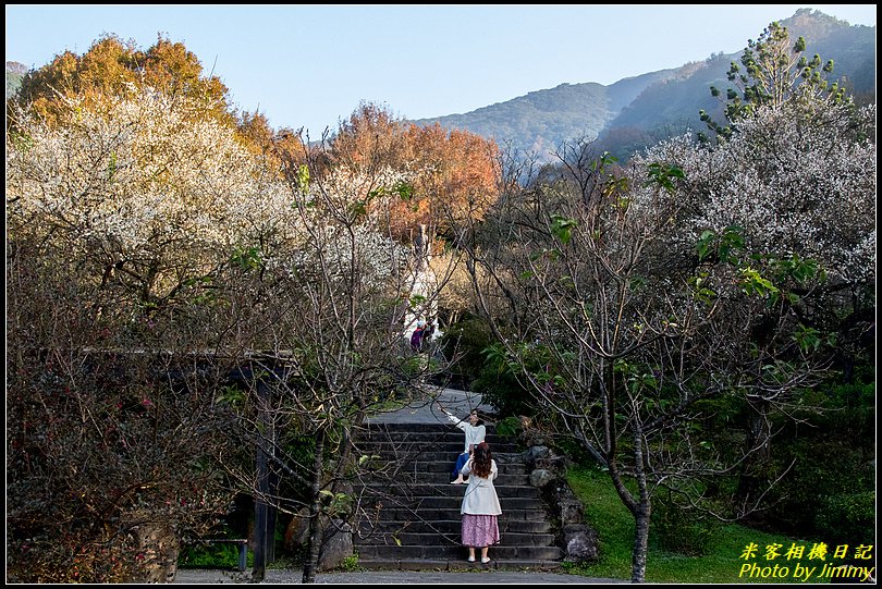 陽明山賞梅‧陽明公園梅花綻放