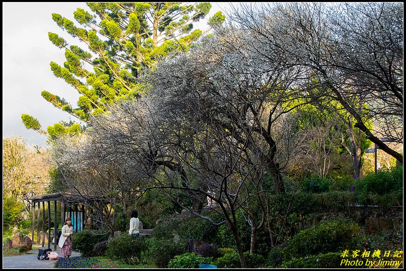 陽明山賞梅‧陽明公園梅花綻放