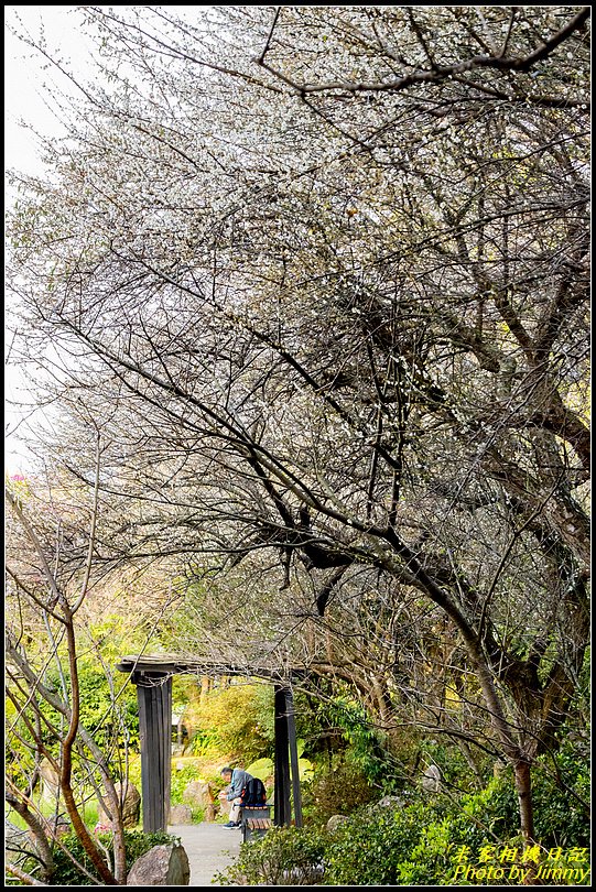 陽明山賞梅‧陽明公園梅花綻放