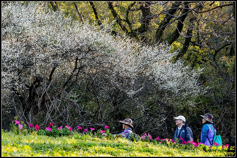 陽明山賞梅‧陽明公園梅花綻放