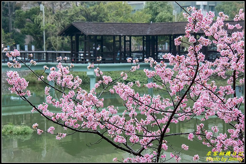 新竹麗池公園．賞櫻行