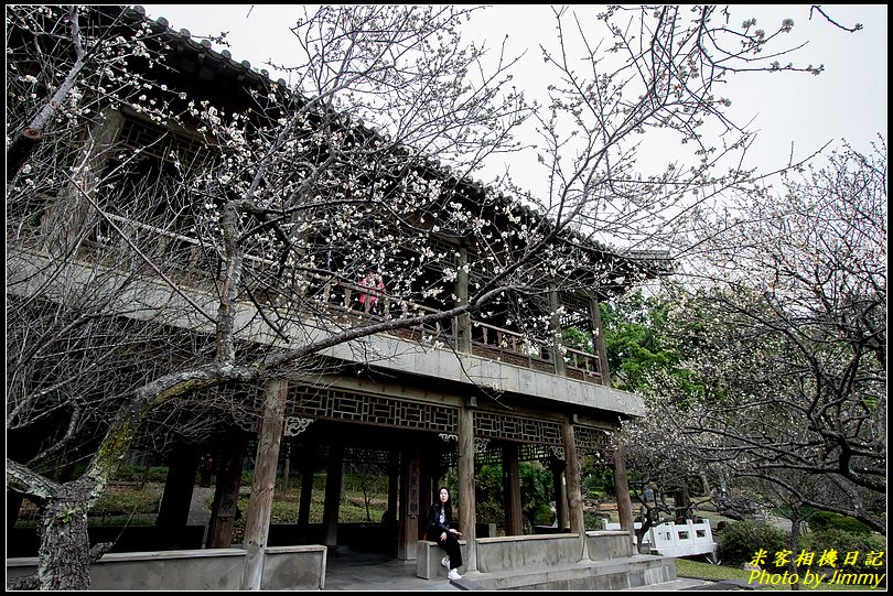 故宮至善園‧梅花綻放