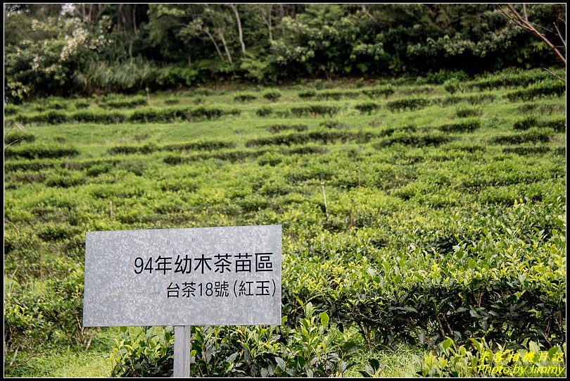 阿薩姆紅茶的故鄉‧日月老茶廠