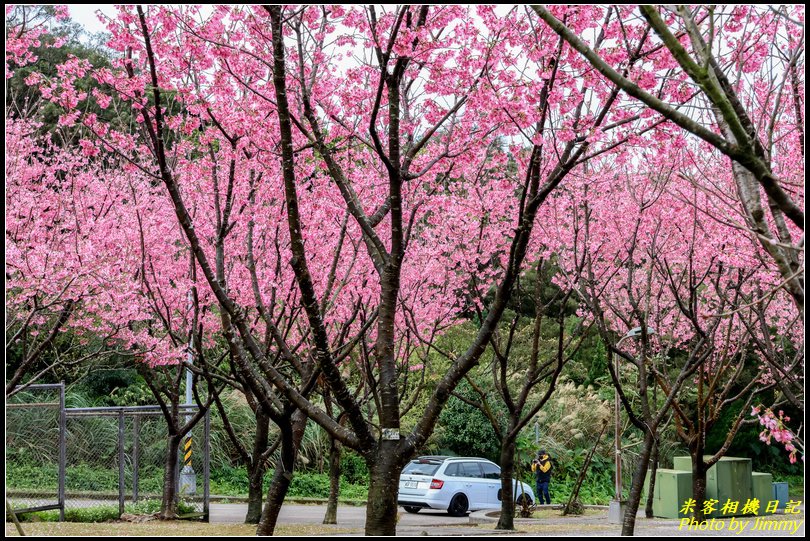 住六(公二)公園‧昭和櫻綻放