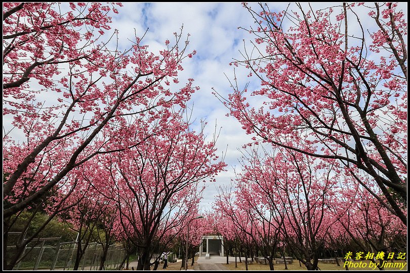 住六(公二)公園‧昭和櫻綻放