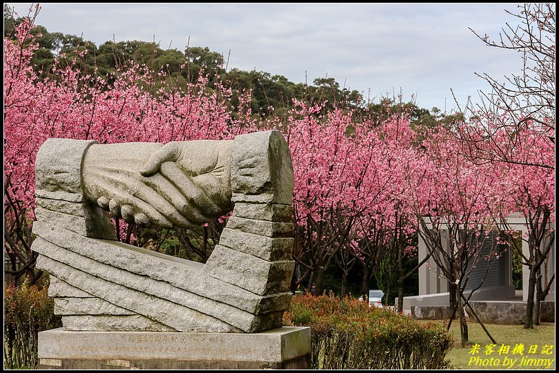 住六(公二)公園‧昭和櫻綻放