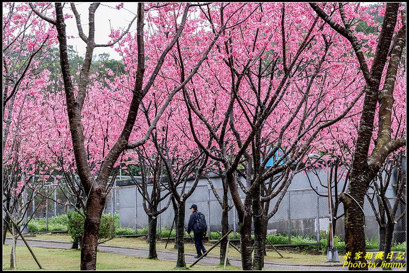 住六(公二)公園‧昭和櫻綻放